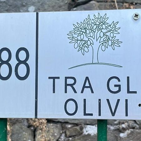 Tra Gli Olivi Daire Lucca Dış mekan fotoğraf